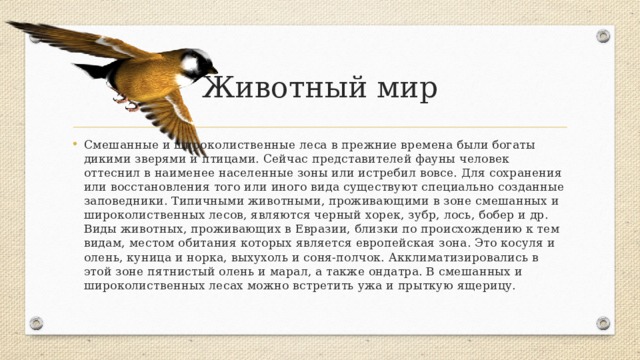 Животный мир Смешанные и широколиственные леса в прежние времена были богаты дикими зверями и птицами. Сейчас представителей фауны человек оттеснил в наименее населенные зоны или истребил вовсе. Для сохранения или восстановления того или иного вида существуют специально созданные заповедники. Типичными животными, проживающими в зоне смешанных и широколиственных лесов, являются черный хорек, зубр, лось, бобер и др. Виды животных, проживающих в Евразии, близки по происхождению к тем видам, местом обитания которых является европейская зона. Это косуля и олень, куница и норка, выхухоль и соня-полчок. Акклиматизировались в этой зоне пятнистый олень и марал, а также ондатра. В смешанных и широколиственных лесах можно встретить ужа и прыткую ящерицу. 