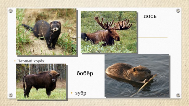 лось Черный хорёк бобёр зубр 