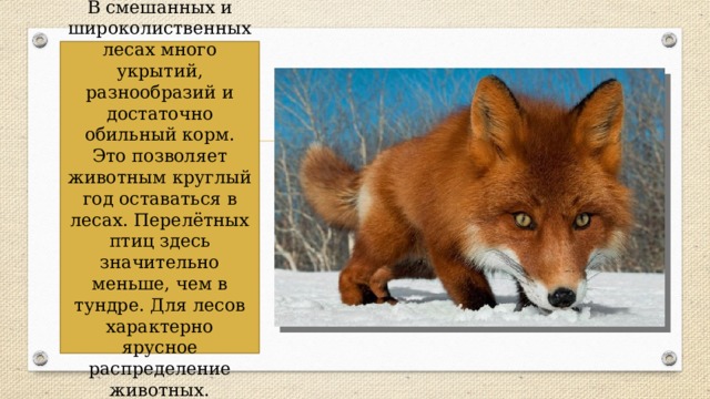 В смешанных и широколиственных лесах много укрытий, разнообразий и достаточно обильный корм. Это позволяет животным круглый год оставаться в лесах. Перелётных птиц здесь значительно меньше, чем в тундре. Для лесов характерно ярусное распределение животных. 