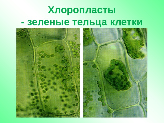 Хлоропласты  - зеленые тельца клетки 