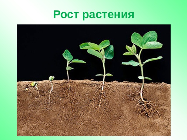 Рост растения 
