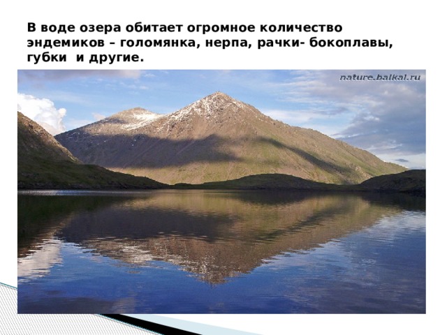 В воде озера обитает огромное количество эндемиков – голомянка, нерпа, рачки- бокоплавы, губки и другие. 