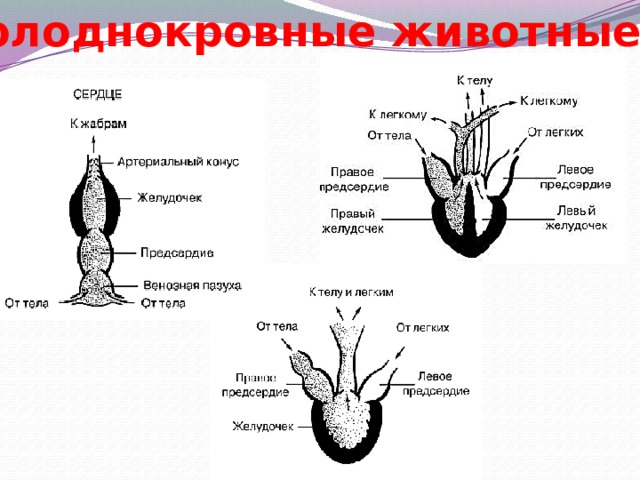 холоднокровные животные 