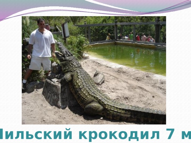 Нильский крокодил 7 м 