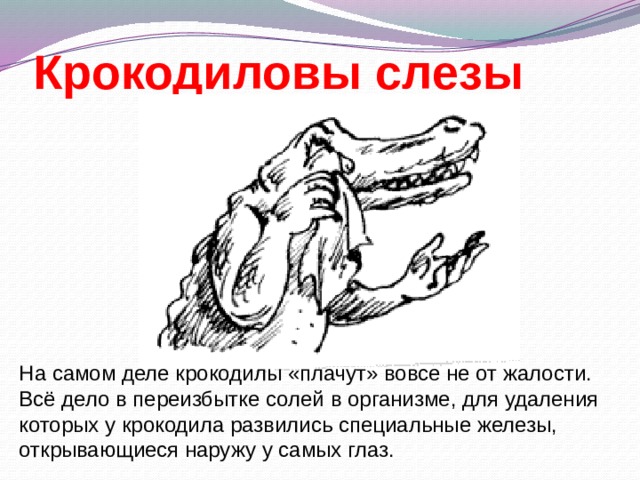 Крокодиловы слезы На самом деле крокодилы «плачут» вовсе не от жалости. Всё дело в переизбытке солей в организме, для удаления которых у крокодила развились специальные железы, открывающиеся наружу у самых глаз. 