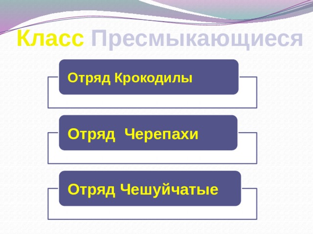 Класс Пресмыкающиеся Отряд Крокодилы Отряд Черепахи Отряд Чешуйчатые 