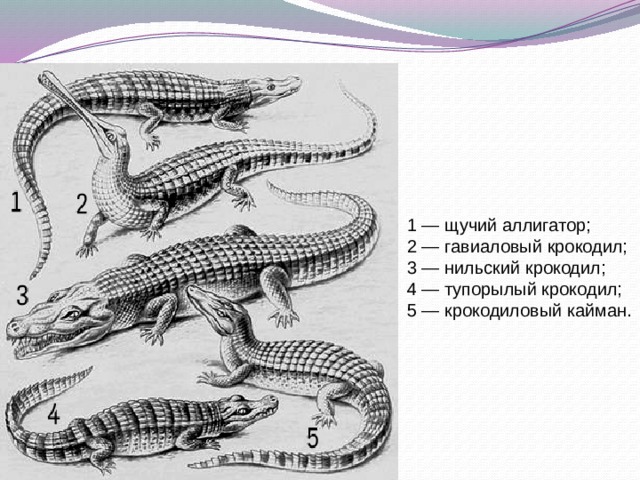 1 — щучий аллигатор; 2 — гавиаловый крокодил; 3 — нильский крокодил; 4 — тупорылый крокодил; 5 — крокодиловый кайман. 