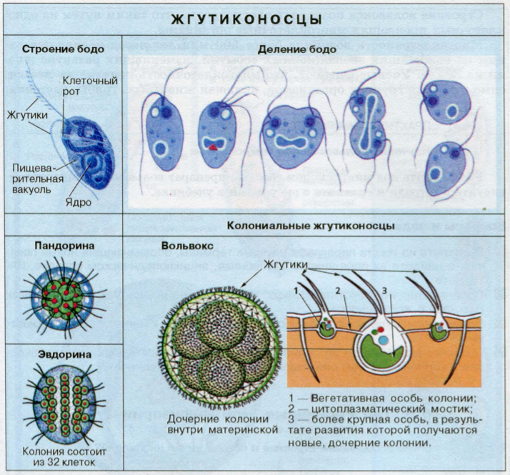 Простым делением клеток размножаются. Строение жгутиконосца Бодо. Строение одноклеточных жгутиковых. Жгутиконосцы Бодо размножение. Простейшие одноклеточные Бодо.