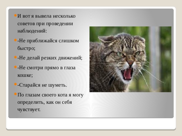 И вот я вывела несколько советов при проведении наблюдений: -Не приближайся слишком быстро; -Не делай резких движений; -Не смотри прямо в глаза кошке; -Старайся не шуметь. По глазам своего кота я могу определить, как он себя чувствует. 