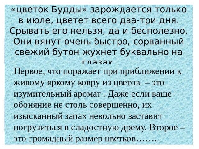  «цветок Будды» зарождается только в июле, цветет всего два-три дня. Срывать его нельзя, да и бесполезно. Они вянут очень быстро, сорванный свежий бутон жухнет буквально на глазах.    Первое, что поражает при приближении к живому яркому ковру из цветов – это изумительный аромат . Даже если ваше обоняние не столь совершенно, их изысканный запах невольно заставит погрузиться в сладостную дрему. Второе – это громадный размер цветков……. 