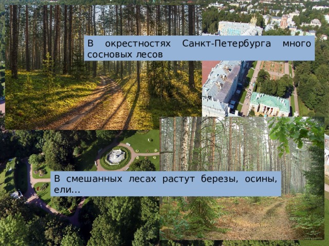 В окрестностях Санкт-Петербурга много сосновых лесов В смешанных лесах растут березы, осины, ели… 