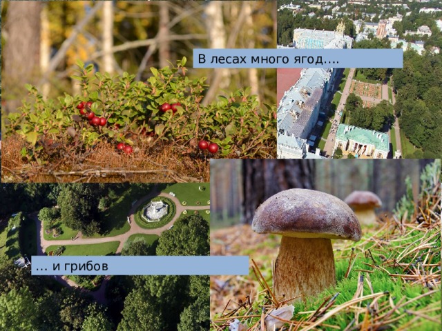 В лесах много ягод…. … и грибов 