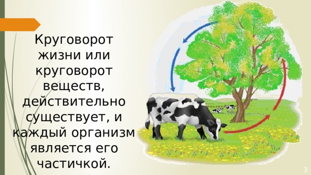 Великий круговорот жизни. Великий круговорот жизни 3 класс. Великий круговорот жизни 3 класс окружающий мир. Великий круговорот жизни 3 класс презентация. Великий круговорот жизни презентация 3.