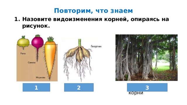 Повторим, что знаем Назовите видоизменения корней, опираясь на рисунок.  1 Воздушные корни 3 2 