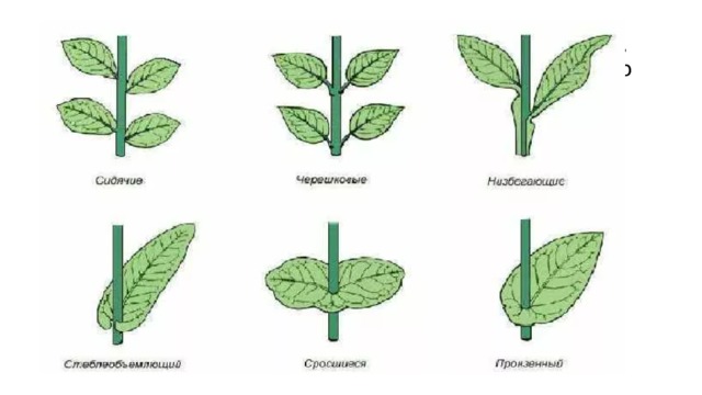У некоторых растений – марьянника (иван-да-марья), вороньего глаза – листовая пластинка отходит прямо от стебля. Есть растения, листья которых как бы обхватывают стебель. Такие листья у пшеницы, ржи, кукурузы. Задание: рассмотрите рисунок 29, с. 54. Обратите внимание на соединение листовой пластинки со стеблем. 