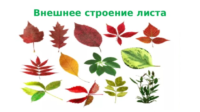 Внешнее строение листа План: Разнообразие листьев. Способы прикрепления листьев к стеблю. Жилкование листьев. Сложные и простые листья. 