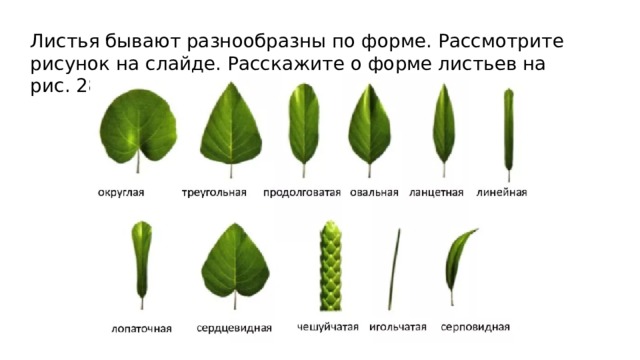Листья бывают разнообразны по форме. Рассмотрите рисунок на слайде. Расскажите о форме листьев на рис. 28, с.54 учебника. 