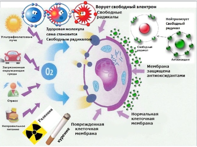 Однако когда их становится много в организме, нарушается естественный окислительно-восстановительный процесс. В результате свободные радикалы начинают взаимодействовать не с теми молекулами, с которыми это необходимо для нормальной жизнедеятельности клетки. В результате клетки начинают хуже работать, а это способствует развитию различных заболеваний (нарушения работы сердечно- сосудистой системы, центральной нервной системы, нарушение процессов пищеварения и онкологические заболевания).  