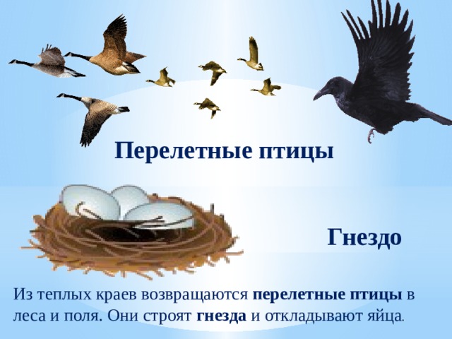 Перелетные птицы Гнездо Из теплых краев возвращаются перелетные птицы в леса и поля. Они строят гнезда и откладывают яйца . 