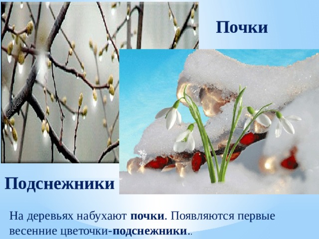 Почки Подснежники На деревьях набухают почки . Появляются первые весенние цветочки- подснежники . . 