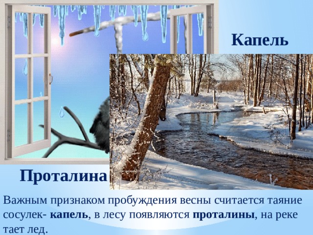 Капель Проталина Важным признаком пробуждения весны считается таяние сосулек- капель , в лесу появляются проталины , на реке тает лед. 