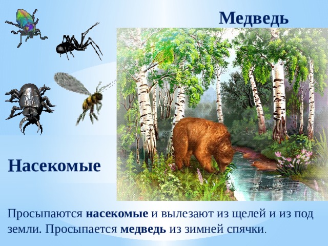 Медведь Насекомые Просыпаются насекомые и вылезают из щелей и из под земли. Просыпается медведь из зимней спячки . 
