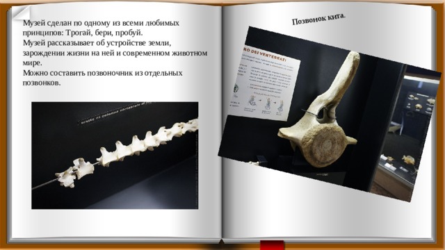 Позвонок кита.   Музей сделан по одному из всеми любимых принципов: Трогай, бери, пробуй.  Музей рассказывает об устройстве земли, зарождении жизни на ней и современном животном мире.  Можно составить позвоночник из отдельных позвонков.    