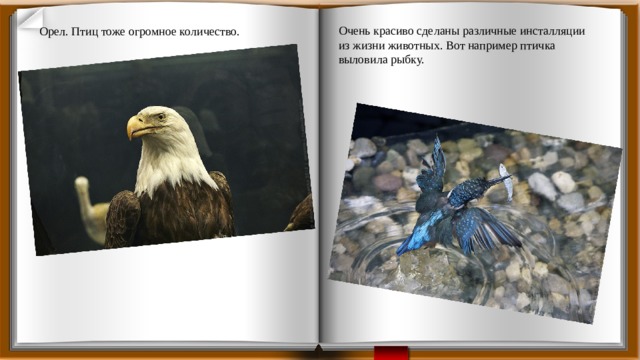 Очень красиво сделаны различные инсталляции из жизни животных. Вот например птичка выловила рыбку.   Орел. Птиц тоже огромное количество.    