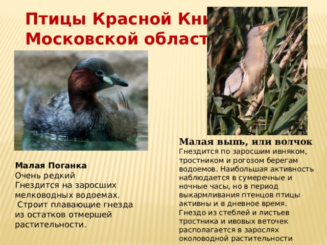 Птицы Красной Книги Московской области Малая выпь, или волчок Гнездится по заросшим ивняком, тростником и рогозом берегам водоемов. Наибольшая активность наблюдается в сумеречные и ночные часы, но в период выкармливания птенцов птицы активны и в дневное время. Гнездо из стеблей и листьев тростника и ивовых веточек располагается в зарослях околоводной растительности    Малая Поганка Очень редкий Гнездится на заросших мелководных водоемах.  Строит плавающие гнезда из остатков отмершей растительности. 
