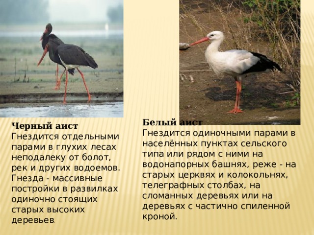 Белый аист Гнездится одиночными парами в населённых пунктах сельского типа или рядом с ними на водонапорных башнях, реже - на старых церквях и колокольнях, телеграфных столбах, на сломанных деревьях или на деревьях с частично спиленной кроной.  Черный аист Гнездится отдельными парами в глухих лесах неподалеку от болот, рек и других водоемов. Гнезда - массивные постройки в развилках одиночно стоящих старых высоких деревьев .  