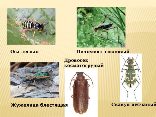 Оса лесная  Пилохвост сосновый  Дровосек косматогрудый  Жужелица блестящая Скакун песчаный  