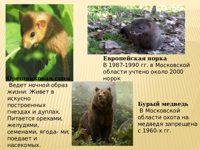 Европейская норка В 1987-1990 гг. в Московской области учтено около 2000 норок   Орешниковая соня   Ведет ночной образ жизни. Живет в искусно построенных гнездах и дуплах. Питается орехами, желудями, семенами, ягода- ми; поедает и насекомых.  Бурый медведь   В Московской области охота на медведя запрещена с 1960-х гг.   