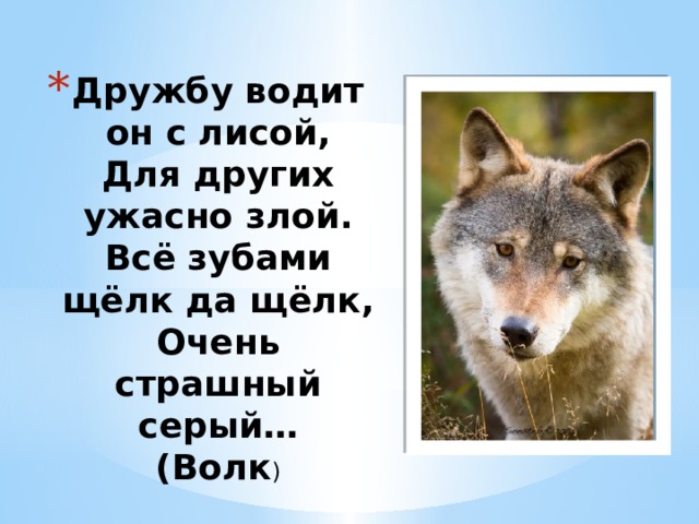 Дружбу водит он с лисой,  Для других ужасно злой.  Всё зубами щёлк да щёлк,  Очень страшный серый…  (Волк ) 