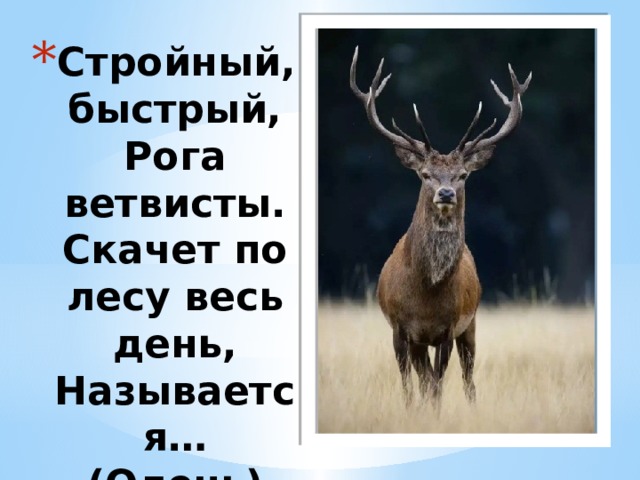 Стройный, быстрый,  Рога ветвисты.  Скачет по лесу весь день,  Называется…  (Олень) 