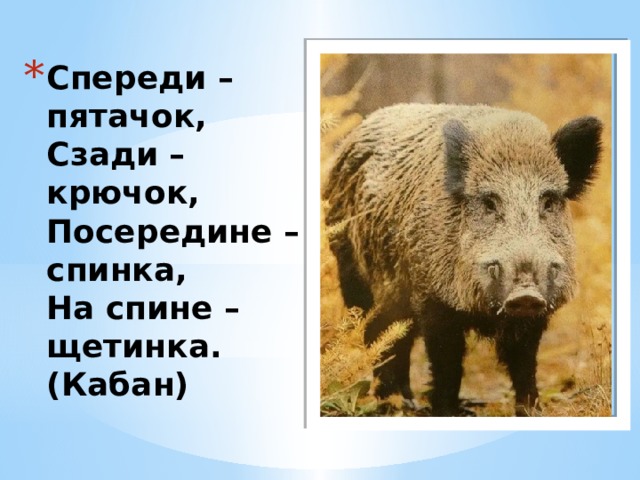 Спереди – пятачок,  Сзади – крючок,  Посередине – спинка,  На спине – щетинка.  (Кабан)   