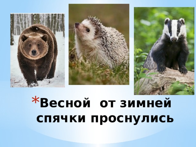 Весной от зимней спячки проснулись 