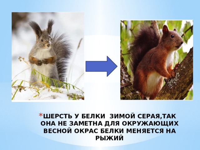 ШЕРСТЬ У БЕЛКИ ЗИМОЙ СЕРАЯ,ТАК ОНА НЕ ЗАМЕТНА ДЛЯ ОКРУЖАЮЩИХ  ВЕСНОЙ ОКРАС БЕЛКИ МЕНЯЕТСЯ НА РЫЖИЙ   