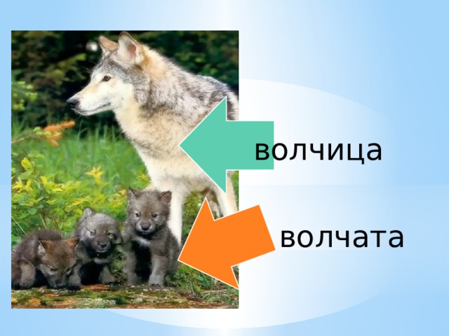  волчица волчата 