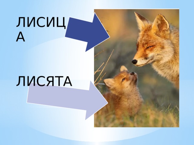 ЛИСИЦА ЛИСЯТА 