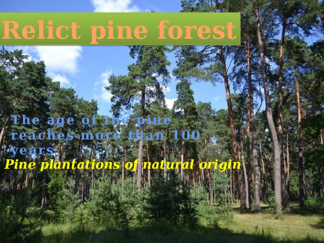 Relict pine forest The age of the pine reaches more than 100 years . Pine plantations of natural origin 