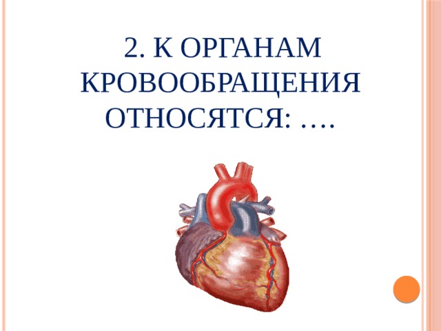  2. К органам кровообращения относятся: ….     