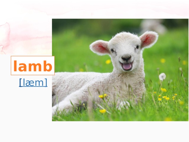 lamb [ læ m] 