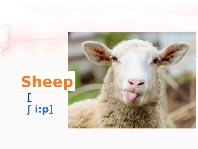 Sheep [  ʃ i:p ] 