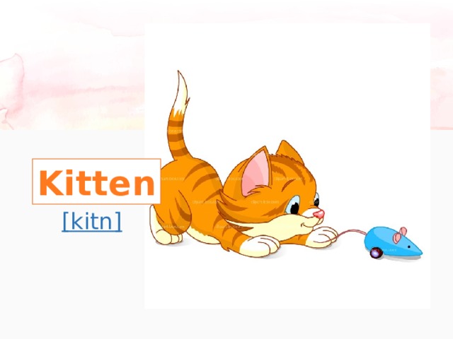 Kitten [ kitn] 