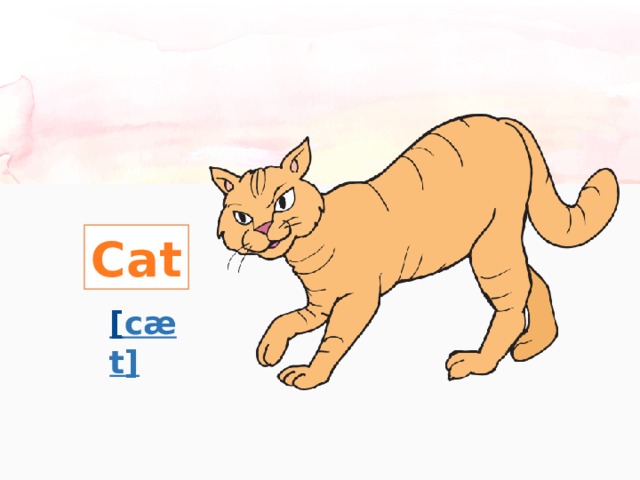 Cat [ cæ t] 