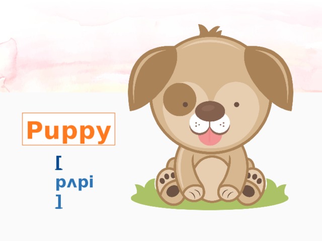 Puppy [ pʌpi ] 
