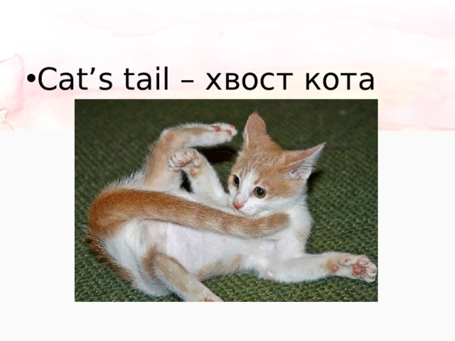 Cat’s tail – хвост кота 