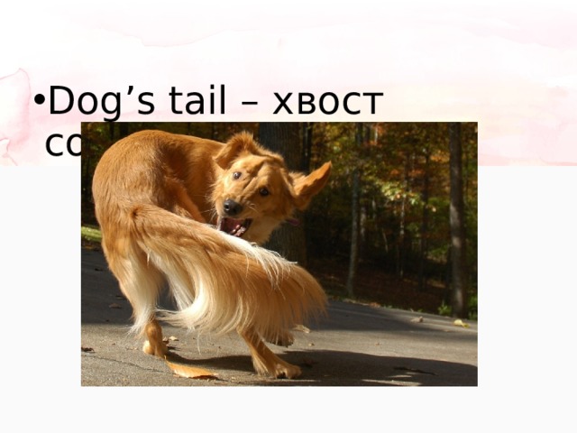 Dog’s tail – хвост собаки 
