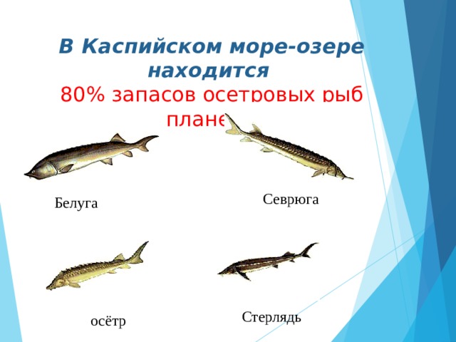 В Каспийском море-озере находится  80% запасов осетровых рыб планеты Севрюга Белуга Стерлядь осётр 