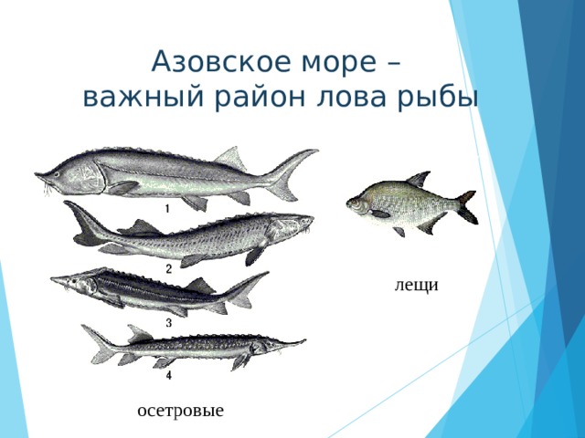 Азовское море –  важный район лова рыбы лещи осетровые 